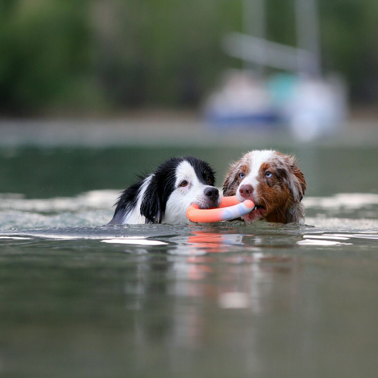 Hundering Wurfring Hundespielzeug schwimmend aus Naturgummi/Vollgummi
